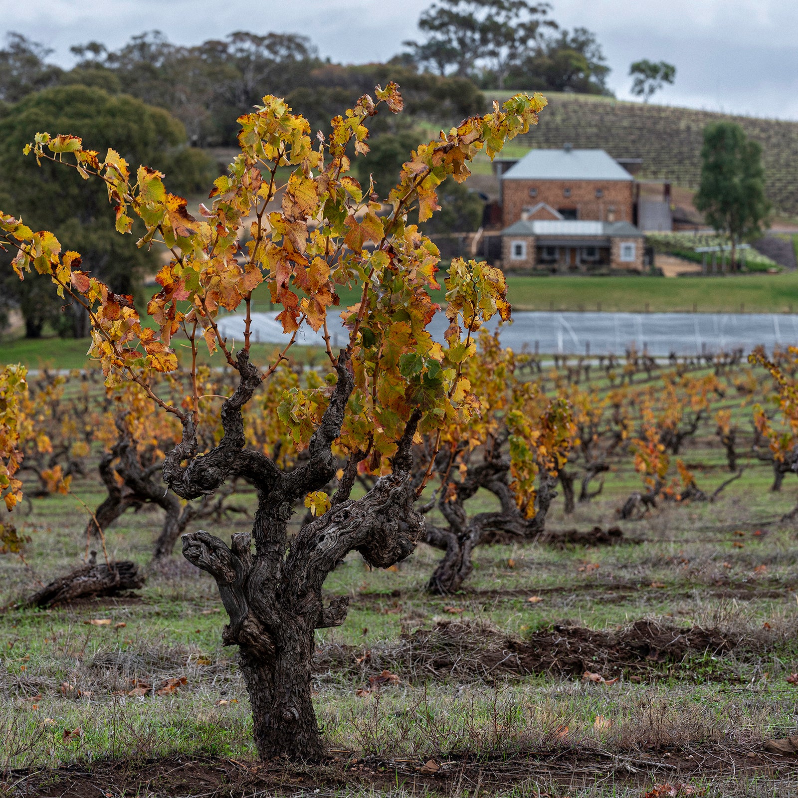 Torbrecks Hillside Vineyard with old grapevine and a house in the background
