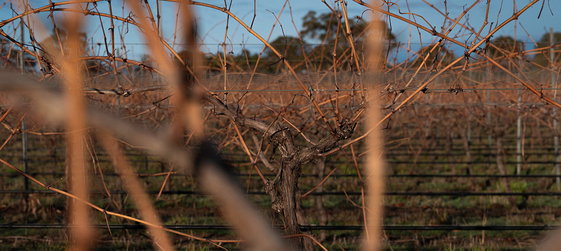 A dormant vine with canes in autumn light at Torbreck's Hillside estate.