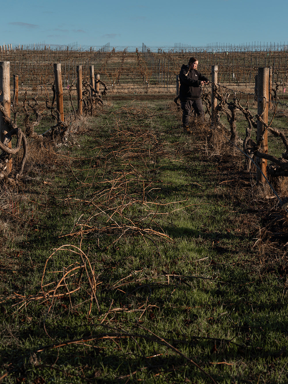 Person walking through a vineyard with a fence in the background