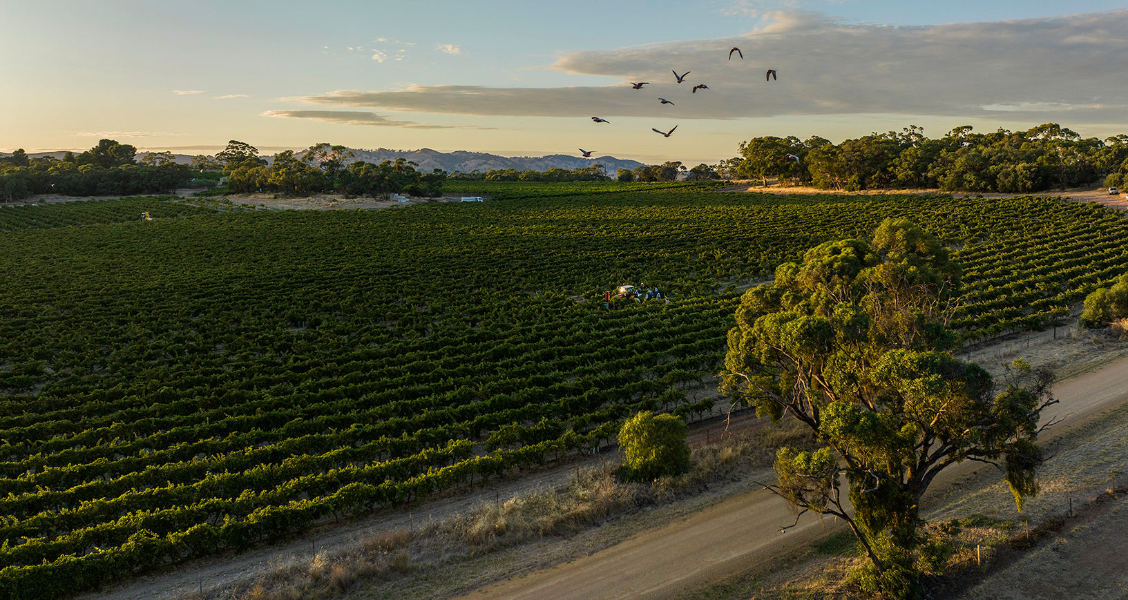 Aerial view of one of Torbrecks RunRig vineyards with trees, birds and a road at sunset, in the Barossa's southern region.