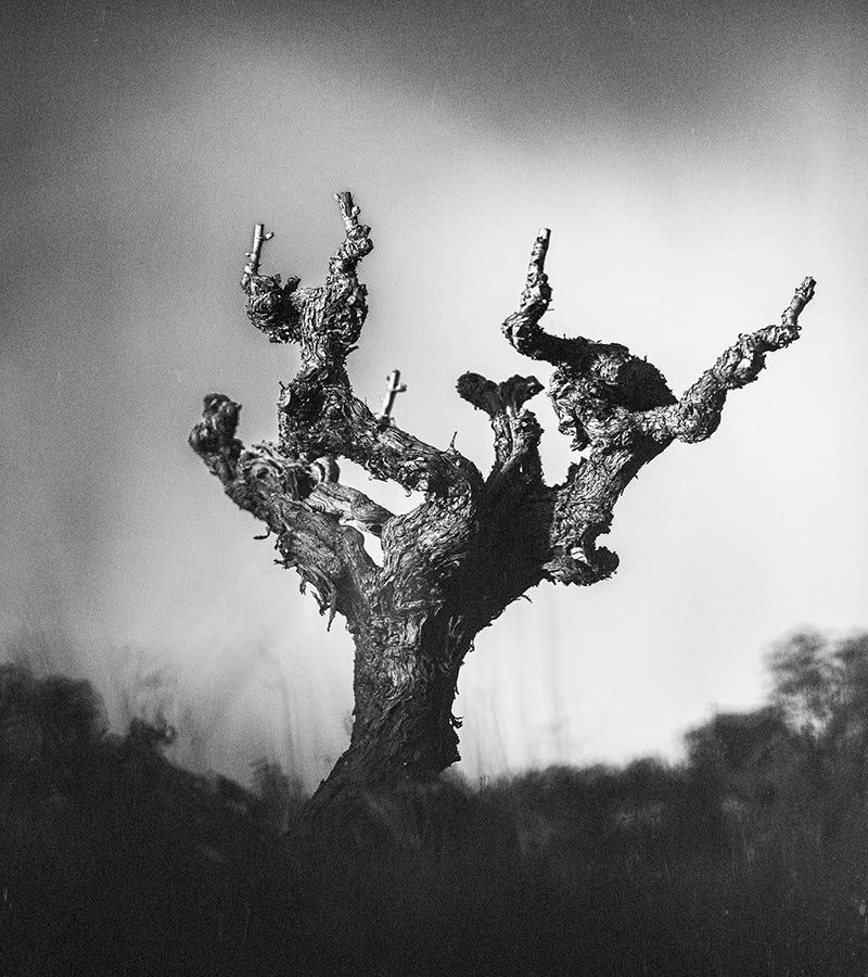Barossa Valleys old vineyard
