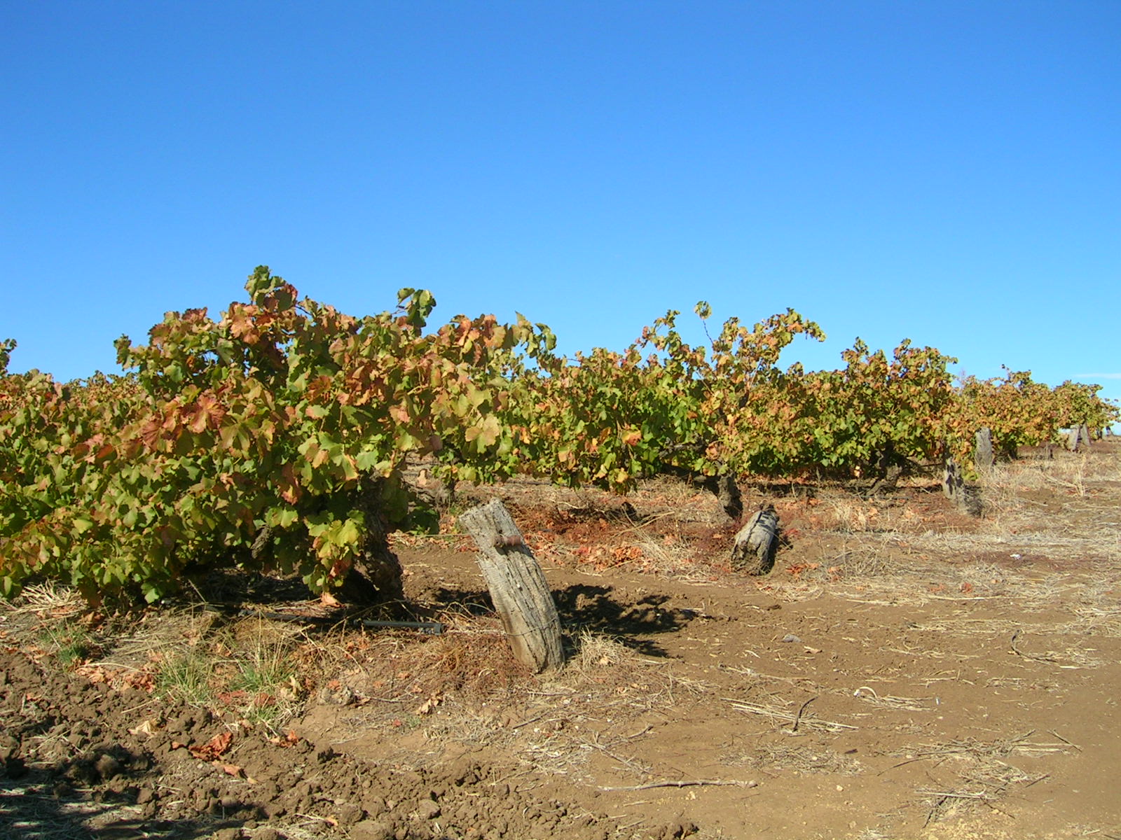 2019 Vintage Report:  by Ian Hongell