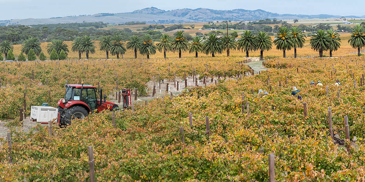 VINOUS | AUGUST 2025