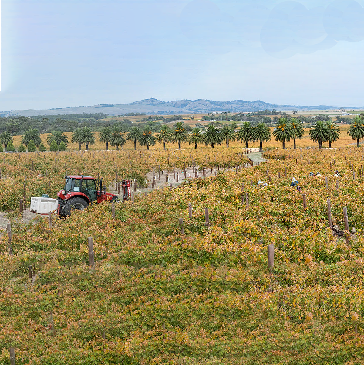 VINOUS | AUGUST 2025