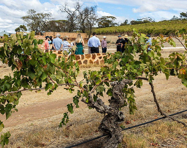 Visitors on the Ancestor vineyard tour
